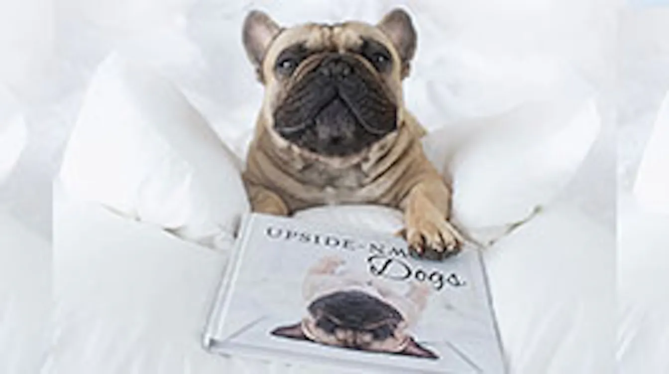 9 Adorable Doggos From Their Cutest Angle!
