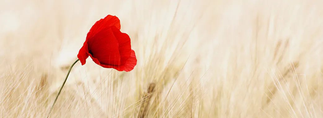 Wartime Romances