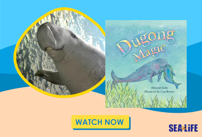 Dugong Magic