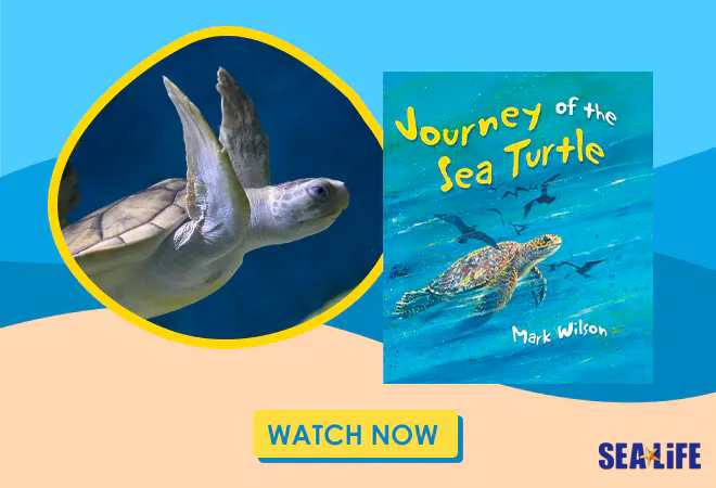 Journey of the Sea Turtle