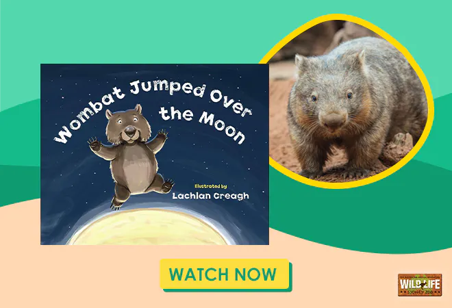 Wombat Jumped Over the Moon